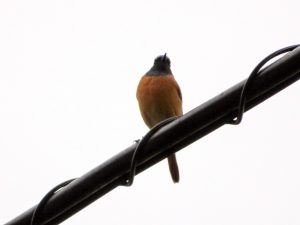 redstart2